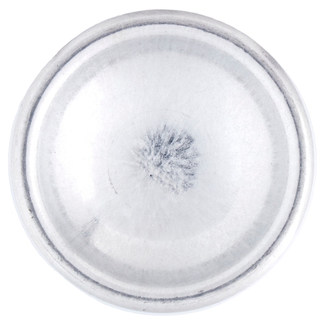 Neutro Roberts Essenze Italiane Siracusa Olio Essenziale di Arancia e Fiori di Sale 200 ml